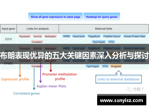 布朗表现优异的五大关键因素深入分析与探讨